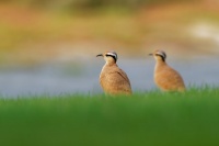 Behulik plavy - Cursorius cursor - Cream-colored Courser o3917